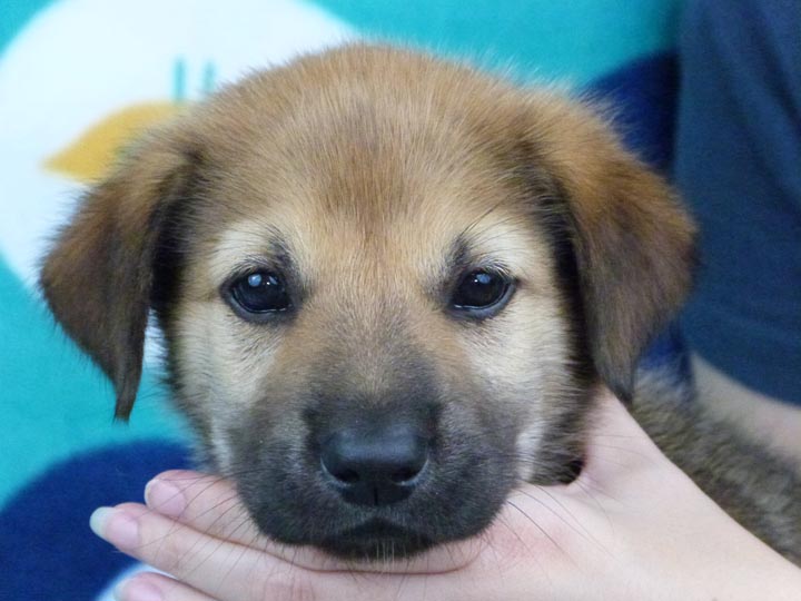 chinook puppy